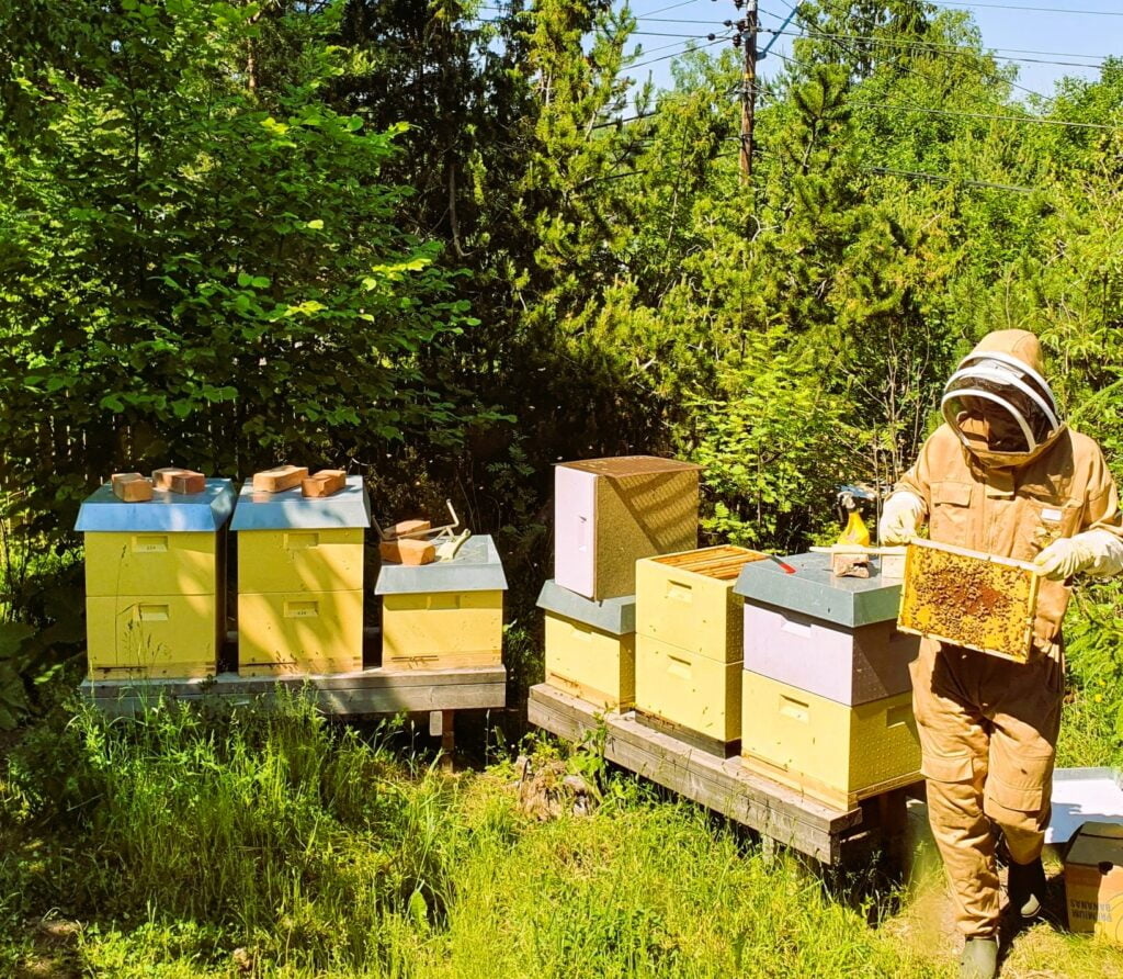 Image showing Georges checking on our bees in one of our apiaries