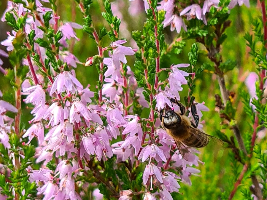 Image showing a bee collecting nectar from ling heather.