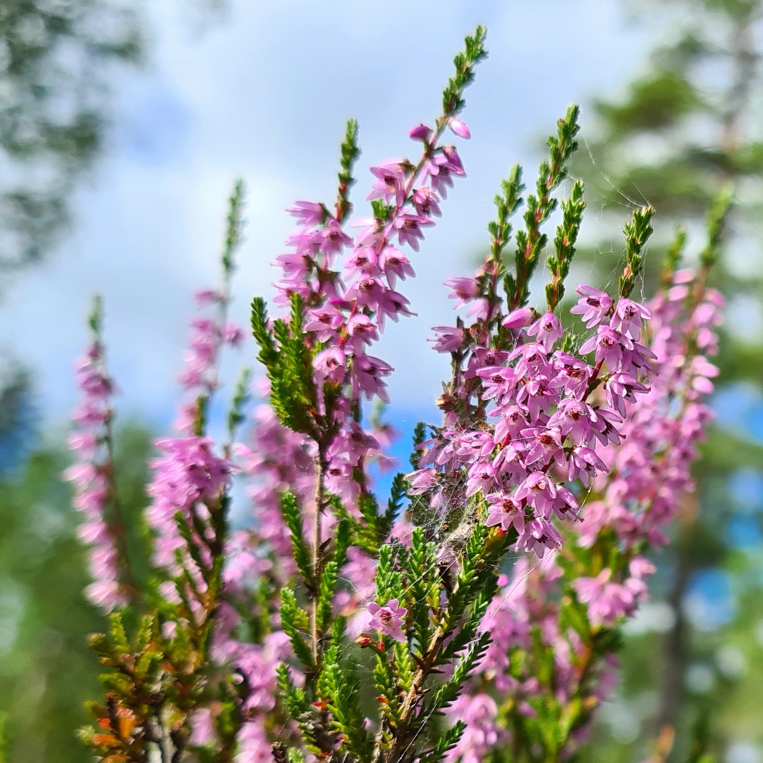 All About Ling Heather Honey: Norway’s Traditional Delight