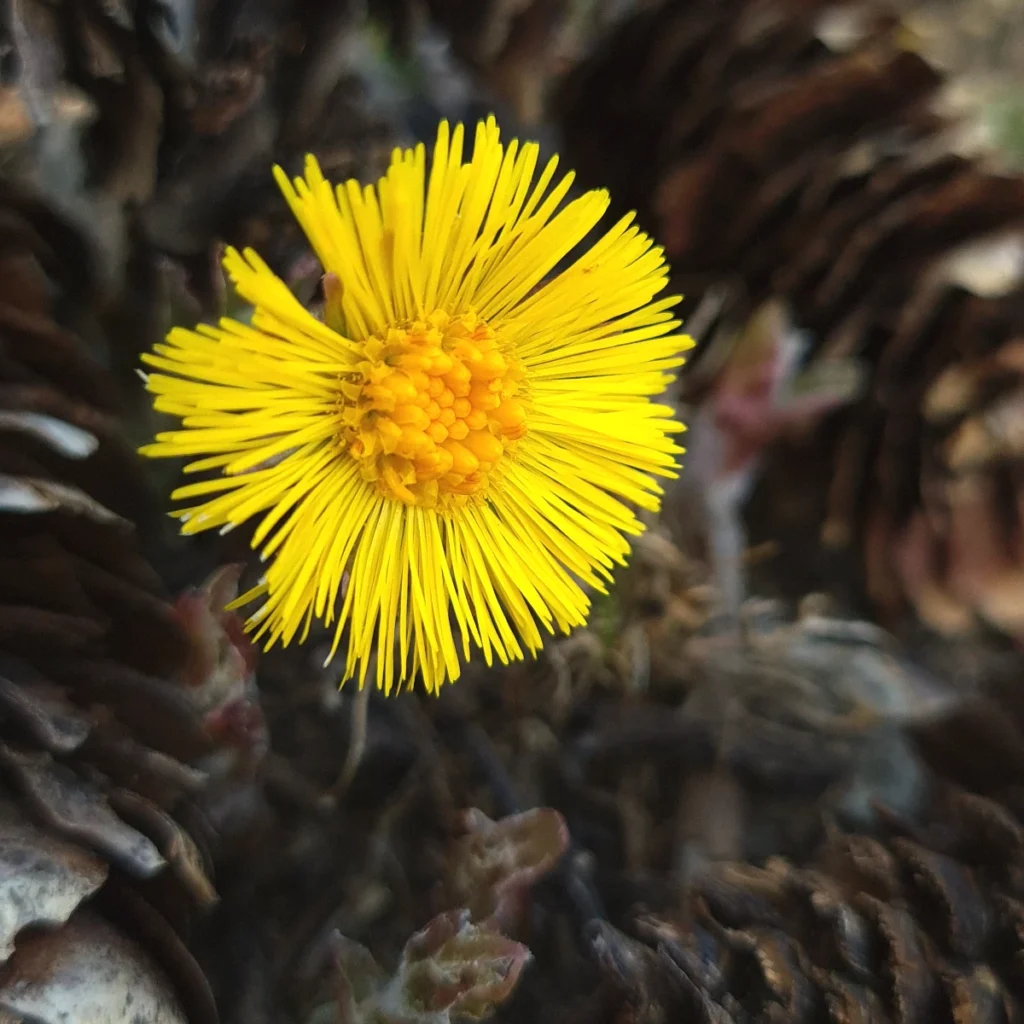 Coltsfoot as it is blooming at the very beginning of spring in Norway.
