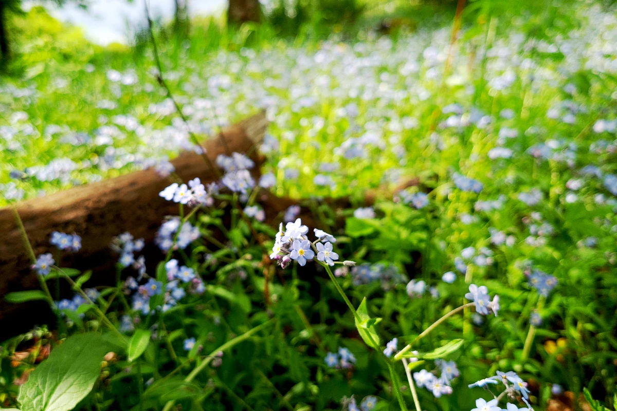 A carpet of forget-me-nots covering the floor in the forest