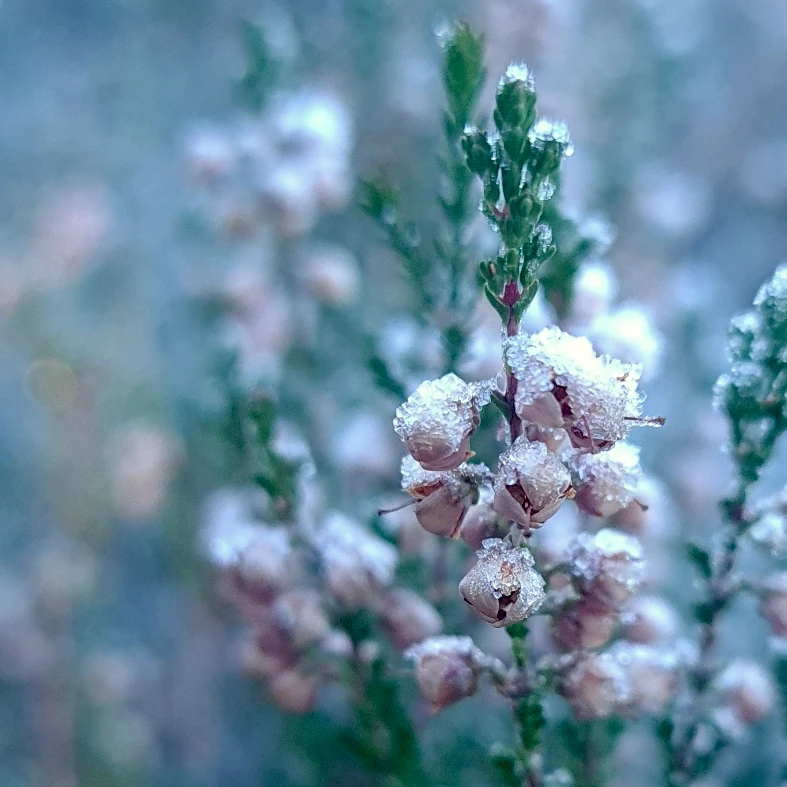 Ling Heather flower buds covered with ice crystals.