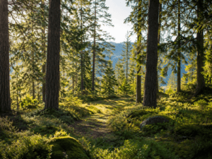Forêt norvégienne éclairée par le soleil avec de la mousse, des arbres et de la végétation forestière.
